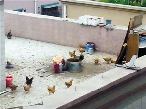 图为楼顶的养鸡场.jpg