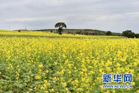 这是山西省右玉县威远镇的油菜花（7月24日摄）。新华社记者詹彦摄.jpg
